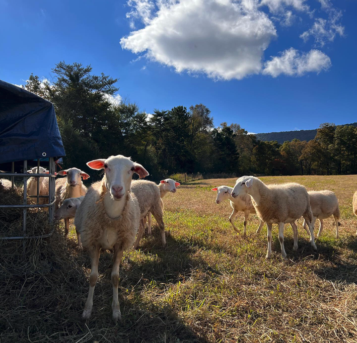 Rosemary & Thyme Creamery